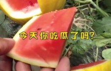 娱乐吃瓜起什么名字,揭秘明星幕后吃瓜大揭秘