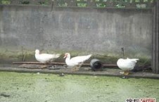 娱乐吃瓜鹅鸭,吃瓜鹅鸭带你探秘明星幕后故事